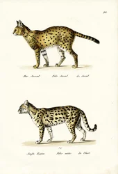 Chat tigre, 1824